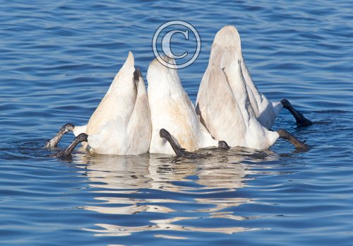 Swans Bottoms up DM0394